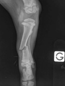 Fracture du tibia d'un chiot