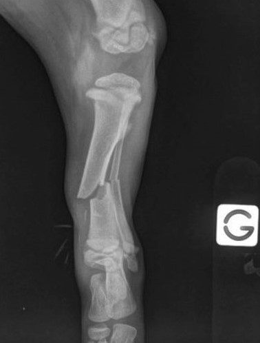 Chat Tibia Radiographie - VETHORIZON