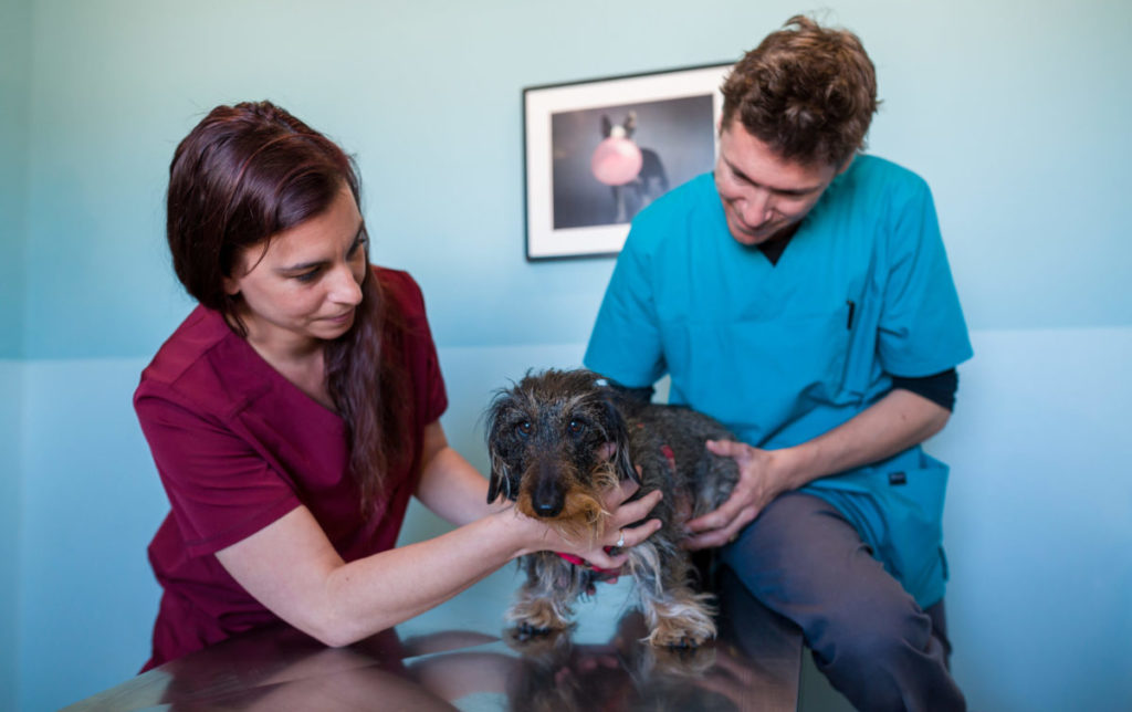 Consultation canine