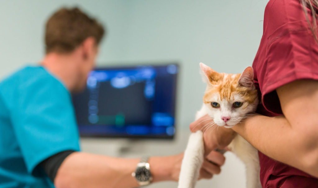 Echocardiographie sur un chat