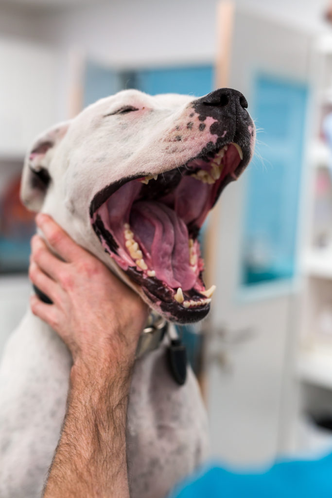 Examen dentaire sur un chien