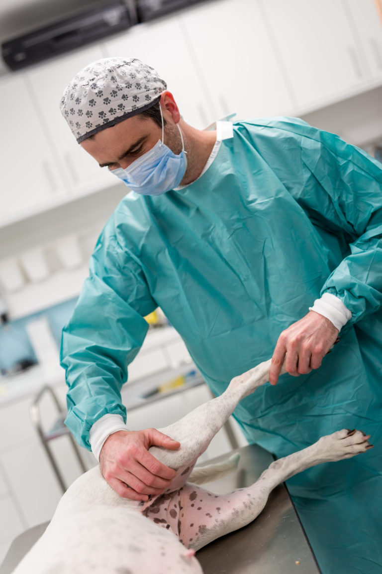 Examen orthopédique sur un chien
