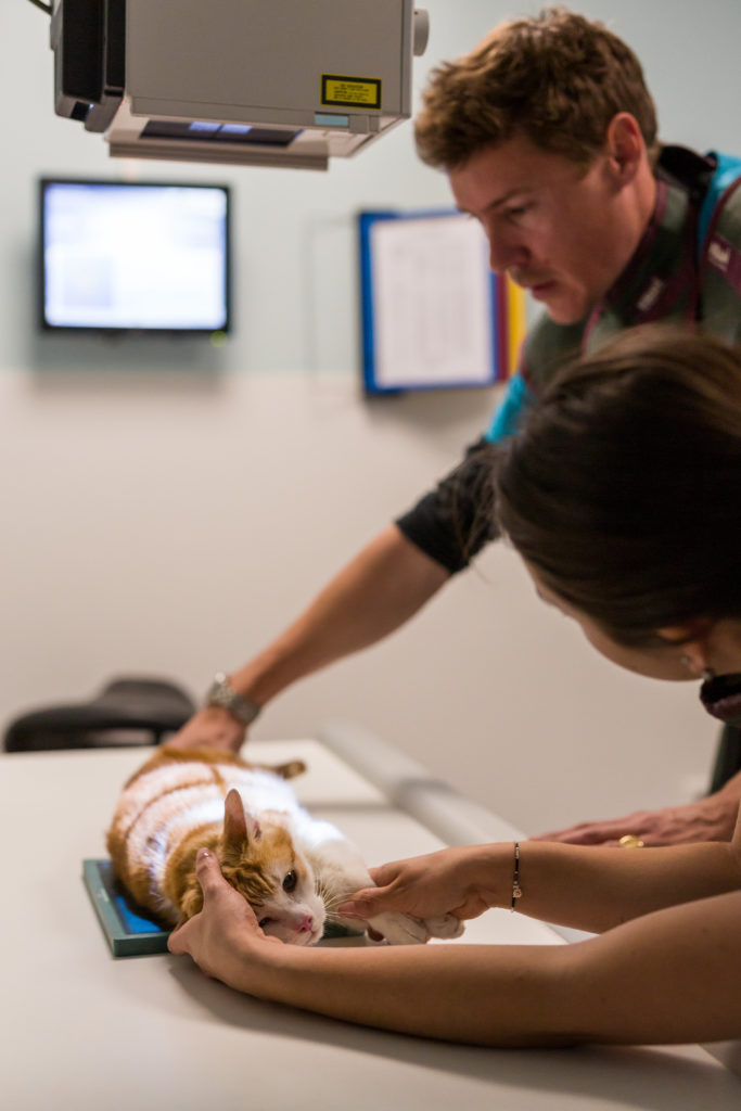 Préparation d'un chat à la radiographie