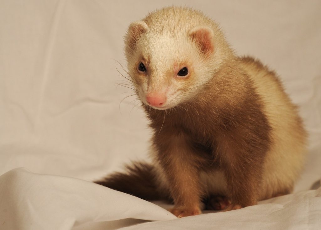 Furet