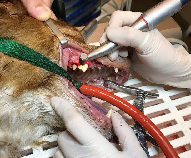Soin dentaire sur un chien