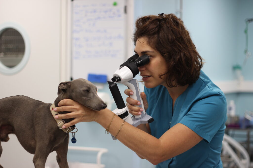 Examen ophtalmologie sur un chien