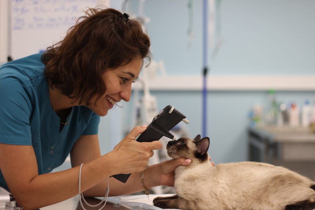 Examen ophtalmologie sur un chat